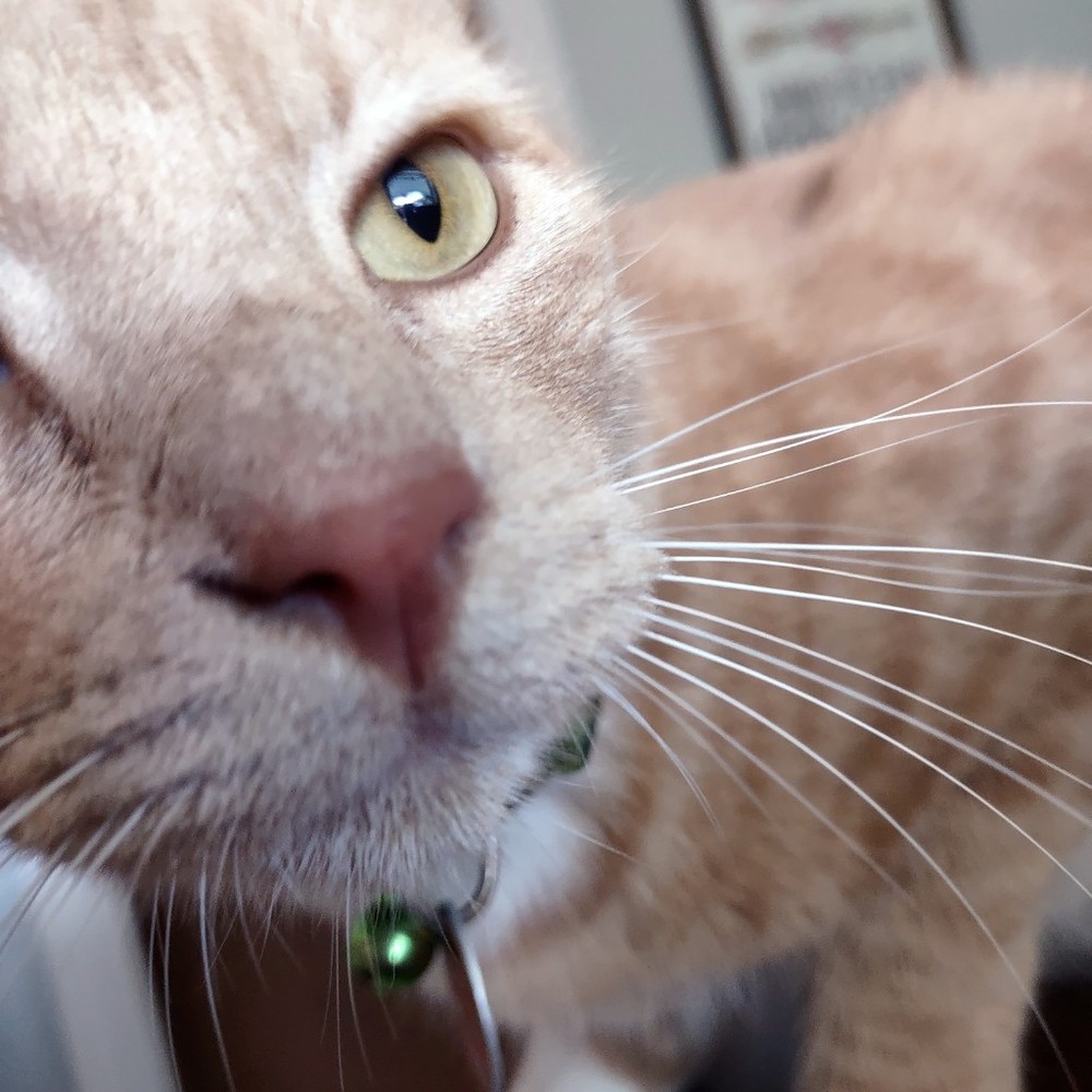 Meet your Posher, Posh
